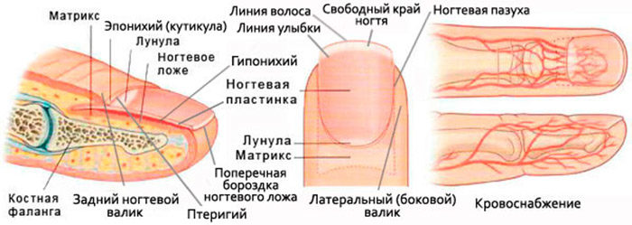 Строение ногтевой пластины