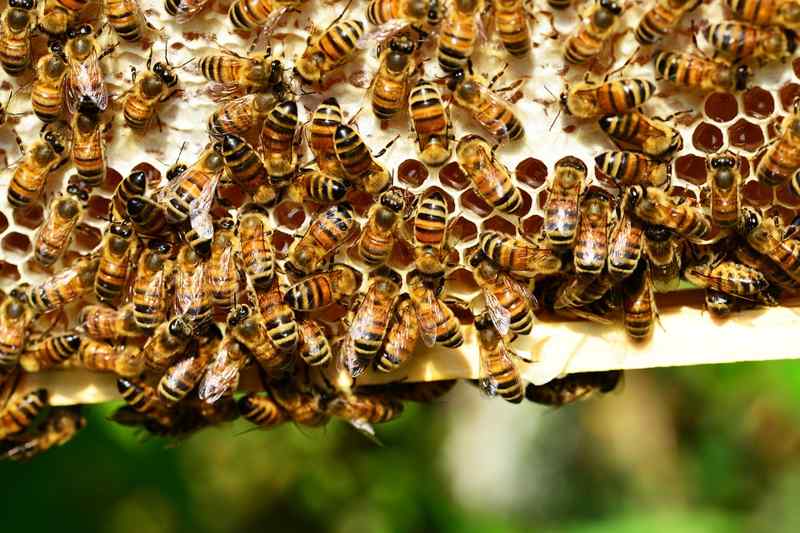 Что такое мед и чем он полезен для организма фото